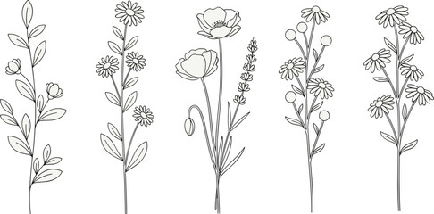 Botanical line art illustration set featuring hand drawn wildflowers, floral branches, poppies, daisies, lavender, and minimalist organic garden plant vector graphics. © ferdousi