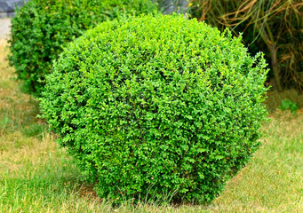 Clipped Buxus sempervirens