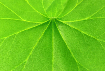 Obraz premium Green Geranium leaf background