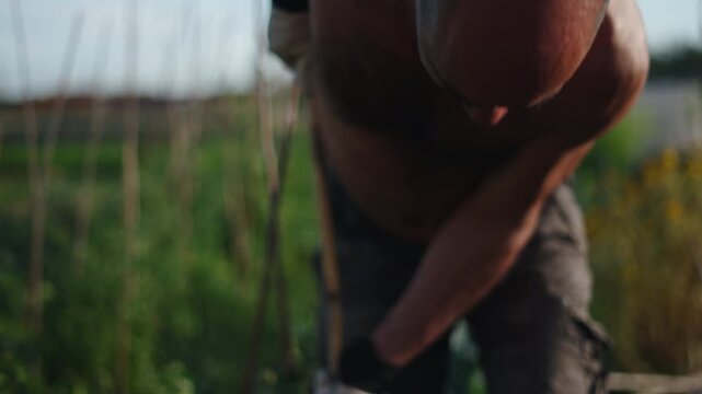 Farmer planting a wooden stake in the ground to support vegetable plants in his organic vegetable garden