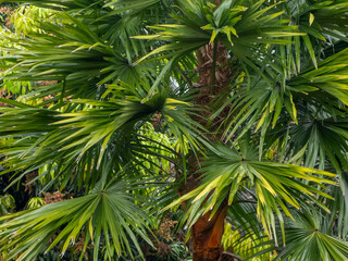 Obraz premium Detailed view of fan palm tree fronds with vibrant green and yellow leaves, tropical foliage background for exotic summer and vacation concepts.
