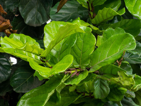 Close up of vibrant green Fiddle Leaf Fig leaves with prominent veins, lush Ficus lyrata foliage in a tropical garden setting.