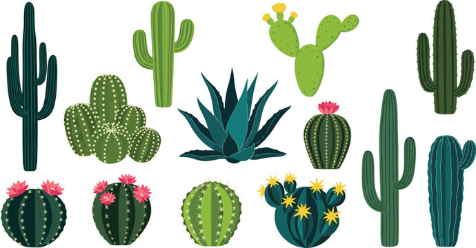 Cactus and succulent plants collection desert botanical vector set isolated on transparent background