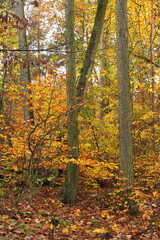 Obraz premium Herbstwald