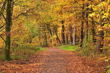 Waldweg im Herbst