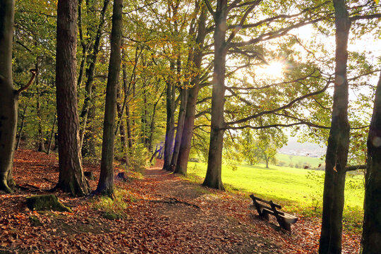 Waldweg im Herbst