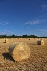 Rundballen auf einem Feld