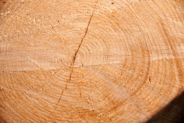 Fototapeta premium Close-up of a Freshly Cut Tree Trunk