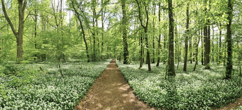 B&auml;rlauch im Frankfurter Stadtwald