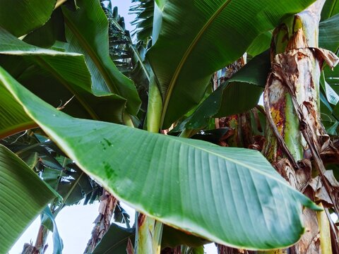 banana tree in the garden
