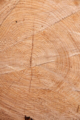 Fototapeta premium Close-up of a Freshly Cut Tree Trunk