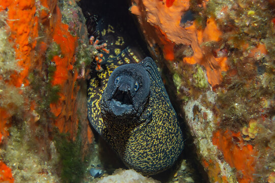Reef Shadows &ndash; Muraena helena Emerging from Coral Crevice