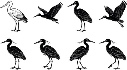 Vector set of black silhouettes and detailed line art illustrations featuring storks and herons in standing and flying poses for nature design