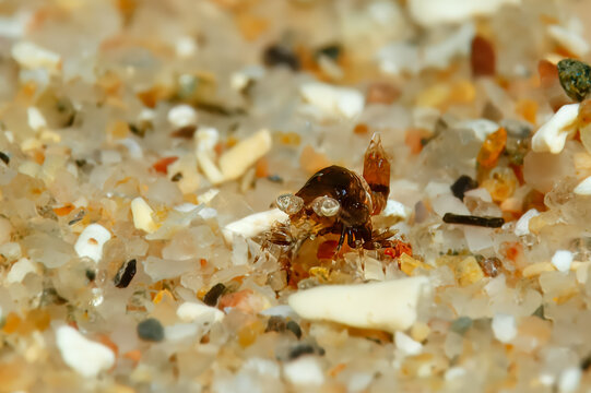 Master of Camouflage: A tiny Buckled Mysid (Mysidopsis gibbosa) perfectly blended into the sandy seabed, Tamariu, Spain