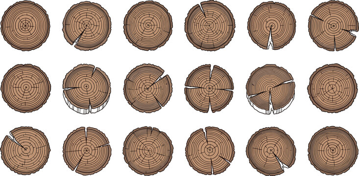 Tree Trunk Cross Section Wood Log Rings Collection Vector