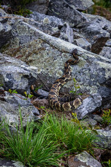 timber rattlesnake crotalus horridus waiting in ambush position in the rocks