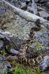 timber rattlesnake crotalus horridus waiting in ambush position in the rocks