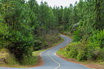 Fototapeta premium Pinos, calles