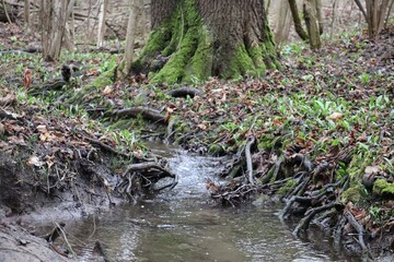 Wild garlic by the Stream
