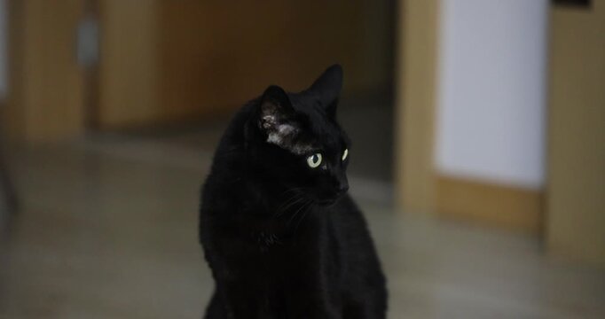 Gato preto de ra&ccedil;a Bombay ou Bombaim sentado atento em ambiente interior