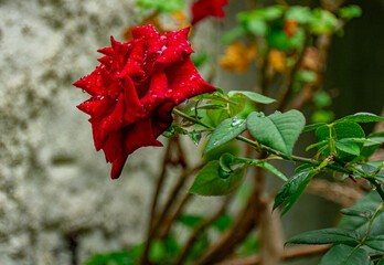 rosa vermelha com gotas de &aacute;gua