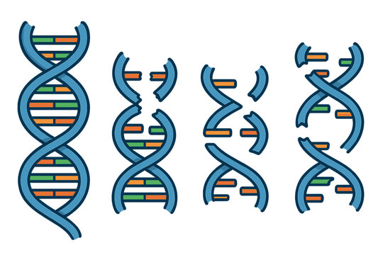 A vector illustration showing four DNA double helix structures on a black background. The first strand is intact, while the others are broken and fragmented, representing genetic damage.