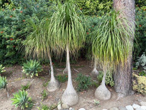 Whimsical Ponytail Palms : Large outdoor ponytail palms with bulbous trunks for water storage, featuring a fun and whimsical cartoon-like shape for sustainable landscaping.