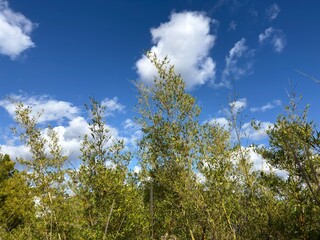Obraz premium Bamboo Shoots Against Blue Sky : Lush green bamboo shoots reaching toward a bright blue sky with a soft white cloud, symbolizing growth and natural ambition.