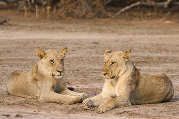 Naklejka premium African Lion (Panthera leo) resting in South Luangwa National Park, Zambia.