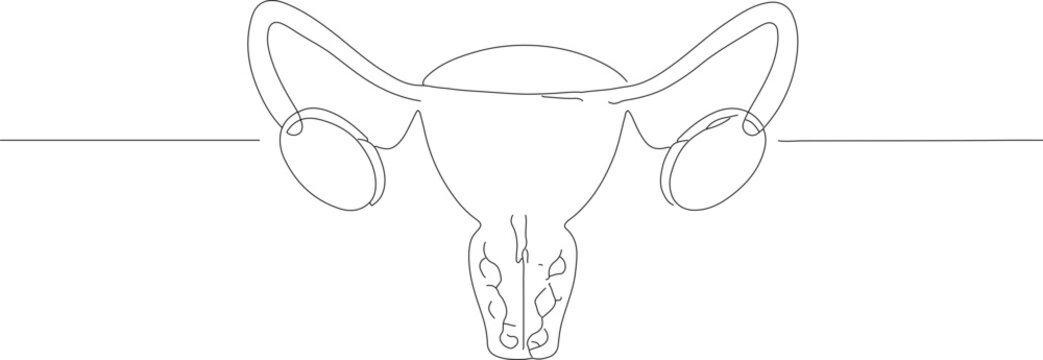 Simple Outline Uterus Female Reproductive System Continuous Line Anatomy Illustration
