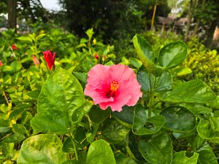 Hibiscus &times; rosa-sinensis, commonly known as Chinese hibiscus, China rose, Hawaiian hibiscus, rose mallow, or shoeblack plant, in full bloom. 
