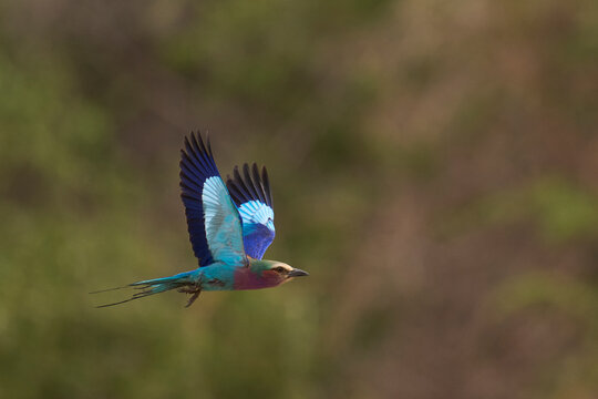 Lilac breasted Roller (Coracias caudatus) in flight in South Luangwa National Park, Zambia