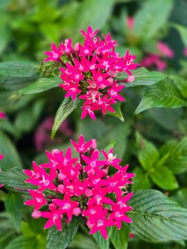 Pentas lanceolata, commonly known as Egyptian starcluster, is a vibrant flowering plant admired for its striking star-shaped blooms. 
