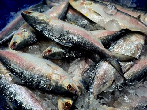 Hilsa fish looks yummy and attractive, The ilish (Tenualosa ilisha) ( romanized: iliś), also known as the ilishi, hilsa, hilsa herring or hilsa shad