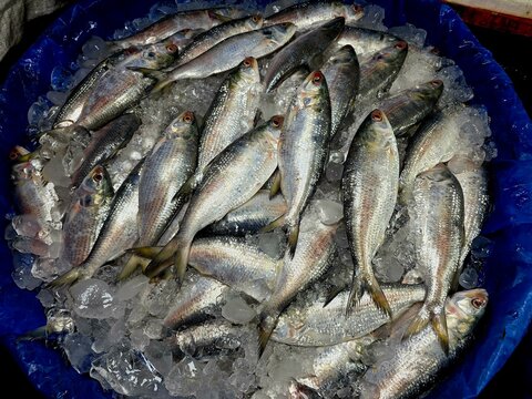Hilsa fish looks yummy and attractive, The ilish (Tenualosa ilisha) ( romanized: iliś), also known as the ilishi, hilsa, hilsa herring or hilsa shad