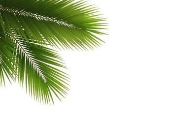 Fototapeta premium Sunlit Canopy: A Diagonal Burst of Vibrant Palm Fronds in Layered Greenery, Isolated for Tropical Elegance and Seamless Design Integration
