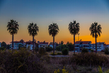 Obraz premium Five tall palm trees in a row as silhouettes against a beautiful gradient sunset sky. Evening coastal town landscape with houses in the background. Scenic dusk in Side, Turkey.