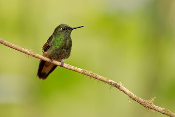 Buff-tailed coronet, Boissonneaua flavescens, Ecuador