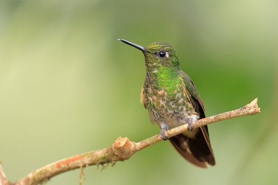 Buff-tailed coronet, Boissonneaua flavescens, Ecuador