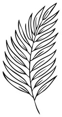 Obraz premium Delicate hand drawn palm frond illustration with flowing lines and natural curves