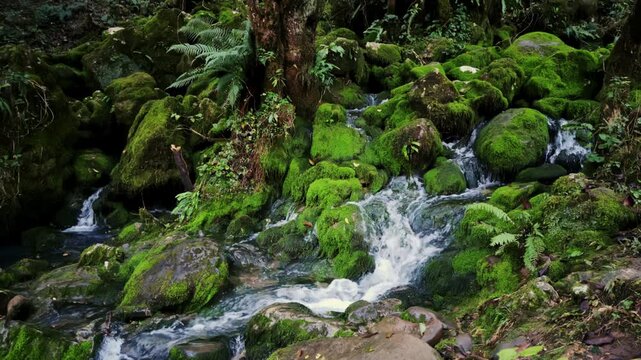 shallow stream winding through dense moss and wet stones, soft trickle and vivid green textures create restorative nature therapy mood perfect for ecocontent, biodiversity features and mindful