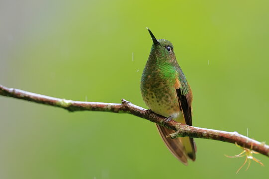 Buff-tailed coronet, Boissonneaua flavescens, Ecuador