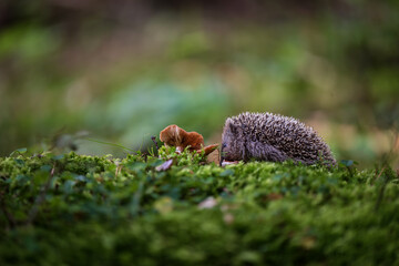Young hedgehog in natural habitat © Rudolf
