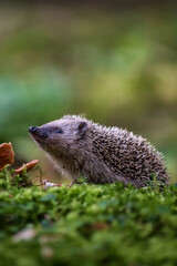 Young hedgehog in natural habitat © Rudolf