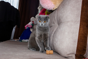 gray lop-eared cat playing with wine cork, pushing with paw, sitting on sofa, looking attentively, toy, playful