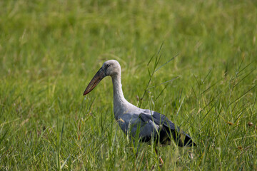 Fototapeta premium Asian openbill stork standing in a grassland. A lone bird.
