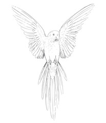 Obraz premium Vintage hand drawn macaw parrot collection in engraving ink sketch style isolated on white background.