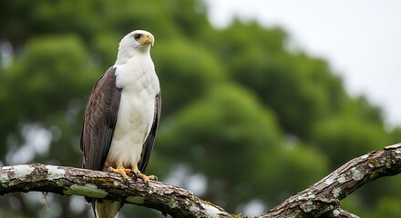 Majestic african fish eagle perched on branch with lush greenery