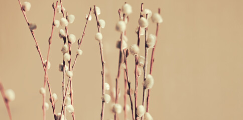 Close-up of delicate willow branches with soft, fluffy catkins against a beige background, showcasing the natural beauty of springtime flora. banner