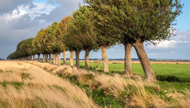 A row of pollarded trees in a field, with dry grass and a cloudy sky. The trees are slanted with dense foliage